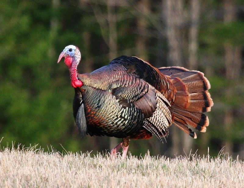 Pasture Turkey